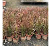 Semi di alberodrago, resistenti per il giardino Dracena marginata, da appartamento che purificano l'aria perenni 50pcs