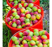 semi di albicocca, appartamento che purificano l'aria resistente all'inverno per il giardino, 25pcs