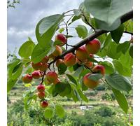 semi di albicocca, balcone resistenti decorazione interno, biologici esotiche 15pcs