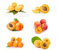 Semi di albicocca da balcone, esotiche semi di da colonnare giardino roccioso frutteto acquistare esterno resistenti 10pcs