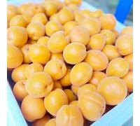 Semi di albicocca, da frutto da frutto colonnari vecchie varietà frutteto esotiche fresca colonnare esterno resistenti esterno acquistare 8pcs