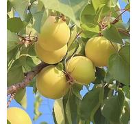 semi di albicocca - decorative da giardino comprare albicocche, perenni resistenti biologici, varietà antiche 6pcs