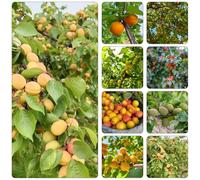 semi di albicocca di interni esotici colonnari resistenti per giardini di rocce bonsái albaricoco balcone serra 40pcs