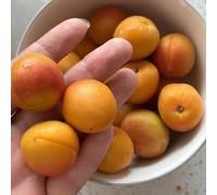 semi di albicocca - esotici da interno fresca aiuole rialzate per giardino da appartamento 3pcs