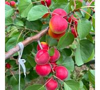 semi di albicocca, giardino interno, balcone, resistenti al freddo Decorazione del soggiorno, 10pcs