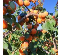 semi di albicocca, interno esotiche resistenti 2pcs