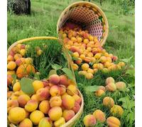 semi di albicocca - per il giardino comprare albicocche estremamente resistenti Decorazione del soggiorno, balcone esotici, 3pcs