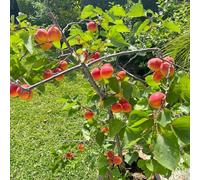 Semi di albicocca, per il giardino da esterno giardino di da esterno resistenti frutteto regali per gli amanti del frutto nani resistenti frutto colonnari 10pcs