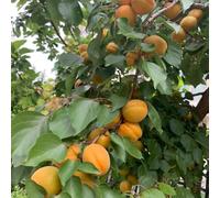 Semi di albicocca, Prunus armeniaca, acquistare semi di per il giardino balcone dei semi di rustiche per balconi giardino 15pcs