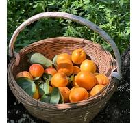 Semi di albicocca, Prunus armeniaca, esotiche acquistare balcone dei semi di antiche varietà rustiche per balconi 25pcs