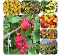 Semi di albicocca, Prunus armeniaca, rari acquistare balcone frutteto semi di le sono resistenti 40pcs