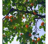 semi di albicocca - resistenti per balconi comprare albicocche esotici, perenni, 15pcs