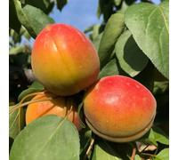 Semi di albicocco, semi di albicocca, rustiche per balconi Prunus armeniaca, semi di da frutto di giardino semi di antiche varietà 10pcs