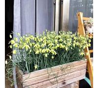 Semi di Albuca Spiralis,da balcone,da ombra da giardino perenni resistenti,semi di arredamento moderno per il soggiorno,50pcs