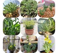 Semi di Albuca Spiralis, d'appartamento facili da curare decorative da ufficio d'appartamento prodotti sostenibili esotiche interno sempreverdi resistenti verdi semi di 50pcs