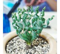 semi di albuca spiralis - interni resistenti per balconi giardino interni in resistenti all'aperto balcone 30pcs