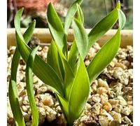 Semi di Albuca Spiralis,regali da giardino verdi,da appartamento,decorazioni per ufficio semi di,facili da piantare da 100pcs