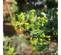 Semi di Alchemilla biologici, regali per gli amanti del giardino Alchemilla vulgaris, semi per aiuole rialzate vecchie varietà esotiche giardino di 250pcs
