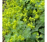 Semi di Alchemilla biologici, semi per aiuole rialzate Alchemilla vulgaris, di aromatiche resistenti per il giardino copertura del terreno da giardino 50pcs