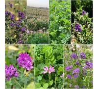 semi di alfalfa resistenti per il giardino semi biologici giardino balcone perenne resistente che copre il suolo. insolito di 800pcs