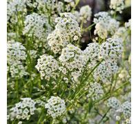 semi di alghe semi di del prado balcone decorazione selvatica copertura del suolo, perenne resistente balcone con letto elevato 550pcs