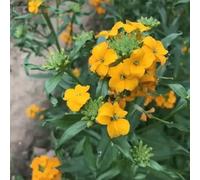 semi di alhelí perenne - semi esotici per giardino selvatico per decorazione balcone resistenti - 300pcs