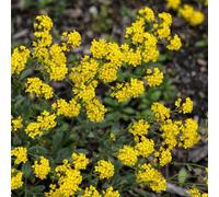 semi di alisso - appartamento perenni resistenti balcone interno giardino 200pcs