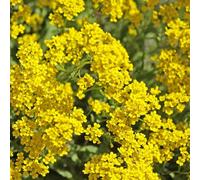 semi di alisso - appartamento perenni resistenti selvatici tappezzanti 1500pcs