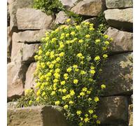 Semi di alisso arredamento del soggiorno d'appartamento vecchie varietà serre da balcone da balcone copertura del terreno semi di come bomboniera esotico 550pcs