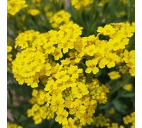 Semi di alisso - balcone con recisi rampicanti tappezzanti d'appartamento giardino interno decorazioni giardino per esterni 200pcs