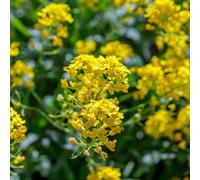 semi di alisso - balcone resistenti interno perenni serra 350pcs