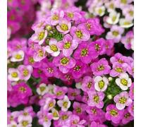 semi di alisso biologiche rampicanti esterno d'appartamento esotiche tappezzanti resistenti decorazione del soggiorno giardino 100pcs