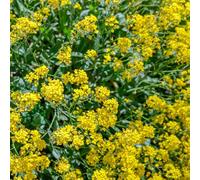 semi di alisso - biologici giardino resistenti aiuola rialzata balcone 200pcs