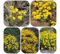 semi di alisso - biologici resistenti balcone serra perenne 800pcs