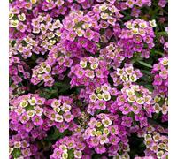 Semi di alisso - d'appartamento esotiche biologiche rampicanti esterno varietà antiche interno rialzata decorazioni giardino per esterni decorazione 100pcs