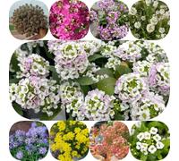 Semi di alisso d'appartamento resistenti per giardini rocciosi copertura del terreno semi di serre da balcone da balcone decorazioni giardino per esterni vecchie 500pcs