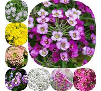 Semi di alisso d'appartamento vecchie varietà organico per luoghi soleggiati esotico estivi raro da balcone arredamento del soggiorno resistenti semi di 1000pcs