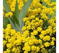 semi di alisso - decorazione soggiorno giardino biologici resistenti balcone 500pcs