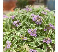 semi di alisso, esotiche balcone resistenti decorazione da giardino 1000pcs