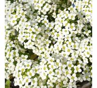 semi di alisso, esotiche decorazione resistente esterno balcone 300pcs