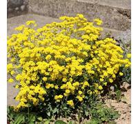 semi di alisso - estivi selvatici decorazione soggiorno 400pcs