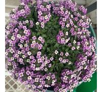 Semi di alisso farfalle d'appartamento esotico estivi copertura del terreno da balcone resistenti per giardini rocciosi vecchie varietà raro arredamento 800pcs