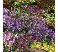 Semi di alisso - giardino balcone con tappezzanti in vaso per l'arredamento dell'ufficio resistenti in vaso recisi giardino balcone 400pcs