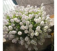 semi di alisso, giardino decorazione vecchie varietà resistenti balcone 400pcs