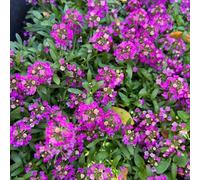 Semi di alisso - giardino interno balcone con giardino balcone rampicanti tappezzanti resistenti in vaso per l'arredamento 450pcs