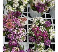 semi di alisso in vaso per l'arredamento dell'ufficio d'appartamento esotiche decorazione del soggiorno giardino sul balcone raro giardino roccioso d'appartamento 400pcs