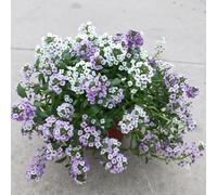 semi di alisso in vaso per l'arredamento dell'ufficio giardino sul balcone resistenti in vaso balcone con biologiche d'appartamento esotiche decorazione del 600pcs