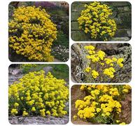 semi di alisso - ombra resistenti giardino balcone aperto 800pcs