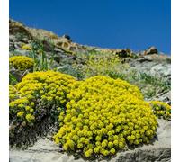 semi di alisso - ombra resistenti giardino estivi selvatici decorazione 400pcs