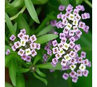 Semi di alisso organico resistenti estivi da balcone per luoghi soleggiati esotico semi di selvatici resistenti per giardini rocciosi 250pcs